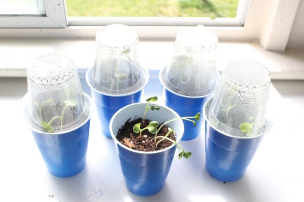 plastic cup greenhouse